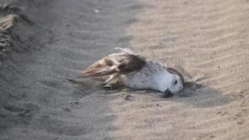 Denuncian a conductor que atropelló aves y sus nidos en Valparaíso: dan a conocer su identidad