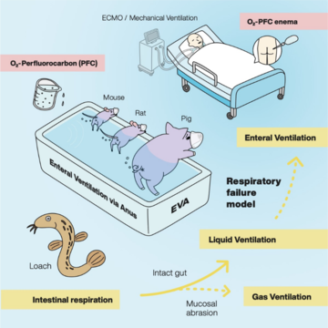 experimento ciencia biologia respiracion ano mamiferos