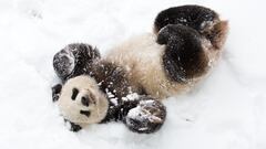 Meet Bao Li and Qing Bao, the two new giant pandas of the Smithsonian’s National Zoo