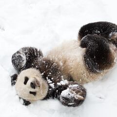 Meet Bao Li and Qing Bao, the two new giant pandas of the Smithsonian’s National Zoo
