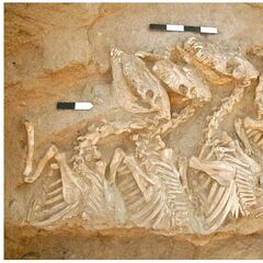 Kunga, el primer animal híbrido criado por el humano