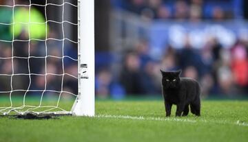 
En esta temporada, la Premier League de nueva cuenta tuvo la visita de un gato en uno de sus partidos. En esta ocasión, el animal estuvo en la cancha en un partido entre Everton y el Wolverhampton, equipo de Raúl Jiménez. El gato negro tuvo que ser sacado de inmediato para que el juego se pudiera reanudar lo antes posible.