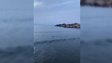 Avistan un tiburón en la costa de Alicante