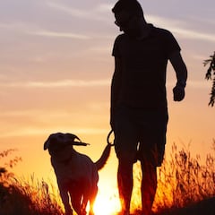 Cuidados del perro de caza en verano