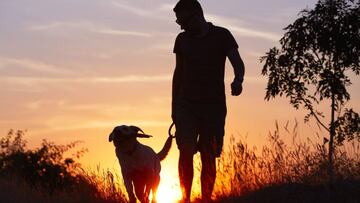 Cuidados del perro de caza en verano