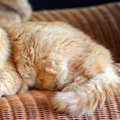 Los motivos por los que el Día del Gato se festeja tres veces al año este 2025