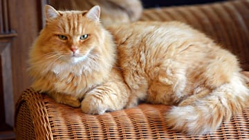 Descubre los motivos del por qué los felinos son festejados tres veces al año: así es la historia.