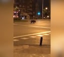 Los animales siguen saliendo en Madrid: ¡ahora fue un jabalí!