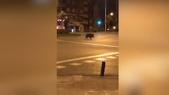 Los animales siguen saliendo en Madrid: ¡ahora fue un jabalí!