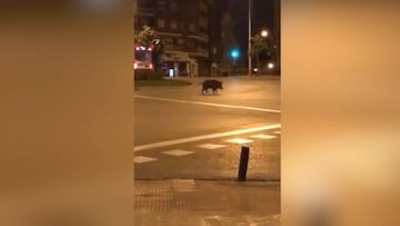 Los animales siguen campando por Madrid, así apareció un jabalí