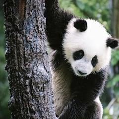 Descubren Huracán, una especie extinta de panda gigante carnívoro