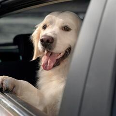 Think your dog is safe at the mall? You might want to read this first