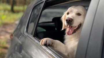 If you have a loveable pooch, or similar pet, you’ll want to avoid this potentially dangerous area to avoid serious injury.