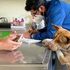 'Amor con Garra', una esperanza para perros y gatos en la CDMX