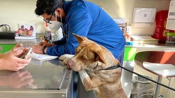 'Amor con Garra', una esperanza para perros y gatos en la CDMX