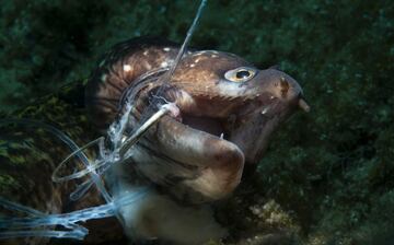 Conservation Photographer Of The Year: Primer premio. 