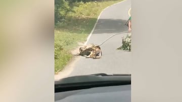 Un hombre rescata a un ciervo de ser devorado por una pitón y abre debate en redes