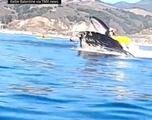 Kayakers nearly swallowed by whale in California