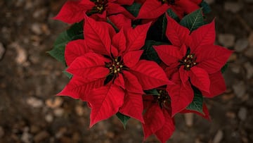 La Flor de Nochebuena florece en vísperas de navidad, aquí te contamos cómo es nombrada en otros países Latinos.