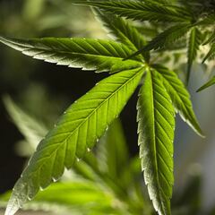 Comercializan por error plantas de cannabis en un supermercado