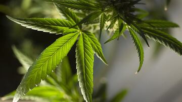 Comercializan por error plantas de cannabis en un supermercado