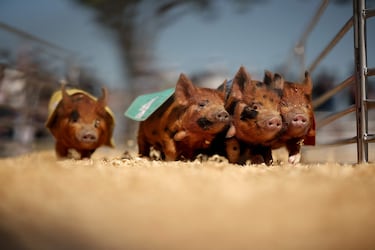 La NASCAR Cup Series llegó el fin de semana al Texas Motor Speedway. Joey Logano, del equipo Trackhouse Racing, logró su primera victoria de la temporada en una accidentada carrera. Pero como no todo es quemar rueda y derrochar gasolina, los aficionados pudieron disfrutar previamente del espectáculo de los Swifty Swine Racing Pigs (los cerditos veloces).