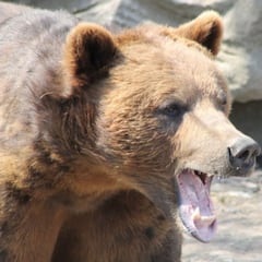 ¿Qué animal es más probable que te mate en un aventura por América del Norte?