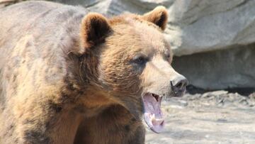 Un oso pardo muestra los dientes en señal de agresividad, con rocas al fondo.