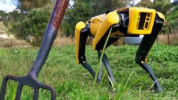 Perros robot pastores de granja, lo ¨²ltimo del Spot de Boston Dynamics