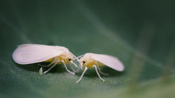 Whiteflies at 5x magnification on a leaf.