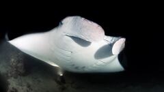 Manta gigante en Maldivas