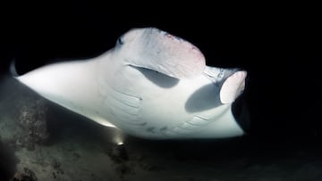 Manta gigante en Maldivas