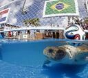 La tortuga 'Cabezona' predice
que Brasil ganará a Croacia