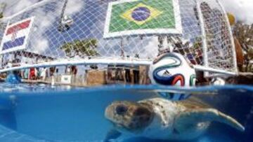 La tortuga 'Cabezona' predice
que Brasil ganará a Croacia