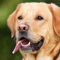 Los perros podrían 'jubilarse': ¿a cuáles afectaría?