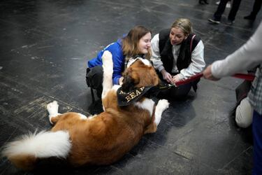 The largest dog breeds in the world: what are they and how big can they get?