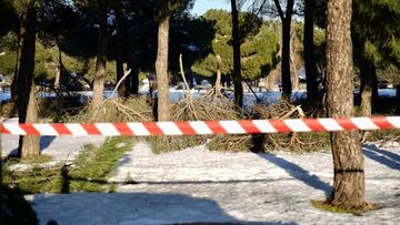 Arbolado da&ntilde;ado en Las Rozas tras el paso de &#039;Filomena&#039;
 AYUNTAMIENTO DE LAS ROZAS
 19/01/2021