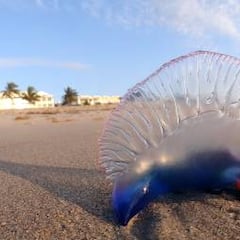 Alerta en las playas españolas por las carabelas portuguesas: cómo detectarlas
