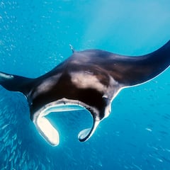 Los ‘diablos’ en forma de pez que se están viendo en las costas del Mediterráneo: “Es muy mala señal”