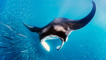 Manta; Mantarochen; Teufelsrochen; Grosser Manta; Planktonfresser; Plantontier; Planktonriere; Filtrierer; Fisch; Mantarochen an der Oberfläche beim Plankton fressen, Mexiko, Yukatan, Isla Mujeres | manta ray at the surface eating plankton; manta; mantaray; ray; fish |; Manta birostris; Mobulidae