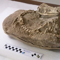 Excepcional hallazgo en las islas Canarias