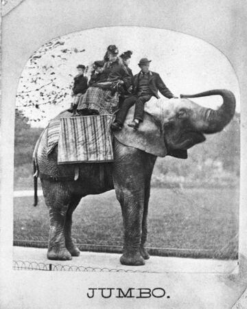 Jumbo fue un elefante africano (Loxodonta cyclotis) nacido en 1860 y capturado en Abisinia, actual Etiopía, en 1861 y trasladado a París para el zoo local. En 1865 le intercambiaron por un rinoceronte del zoo de Londres y llegó a la capital británica donde se hizo toda una celebridad, al convertirse en una atracción del zoo, pues dejaba a los niños subirse a su lomo y daba un breve paseo con ellos encima. En 1882, con 22 años fue vendido al circo de P.T.Barnum y se lo llevó a Estados Unidos. Jumbo no aprendió los trucos circenses que sí aprendían los elefantes asiáticos del circo de Barnum, pero su simple, y colosal, presencia ya era suficiente para que la gente pagase la entrada. El paquidermo, que medía 3.23m de altura y pesaba 6 toneladas, falleció al ser atropellado por una locomotora mientras estaba preparándose para subir al tren que transportaba el circo de Barnum.