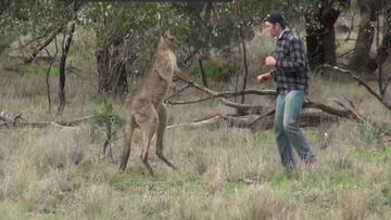 Un hombre se pelea a pu&ntilde;etazos con un canguro para salvar la vida de su perro.