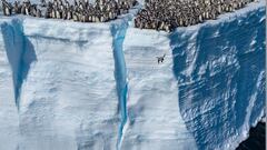 Pingüinos saltando desde acantilados en la Antártida