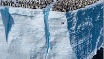 Pingüinos saltando desde acantilados en la Antártida