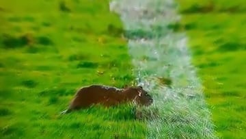 Rata invade la cancha en pleno partido en Brasil