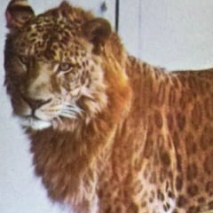 ¿Qué es un leopón? Así es la mezcla entre un leopardo y una leona