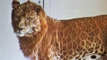 ¿Qué es un leopón? Así es la mezcla entre un leopardo y una leona