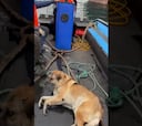 Un perro ciego se desorienta en Talcahuano y es rescatado por marinos rusos: la imagen es viral