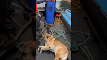 Un perro ciego se desorienta en Talcahuano y es rescatado por marinos rusos: la imagen es viral